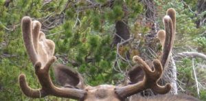 9 moose horns