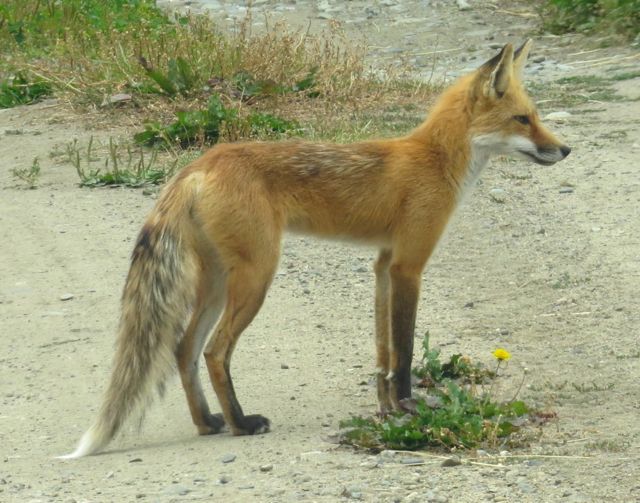 1 fox profile