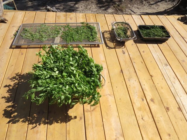 17 drying herbs