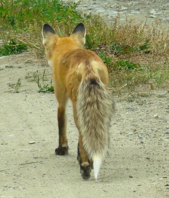 2 fox back view