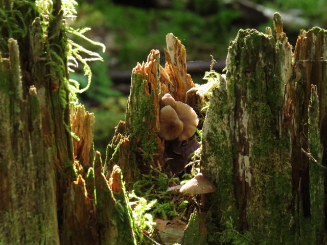 6 mushroom in stump