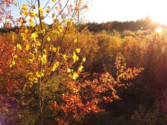 10 wetland colour