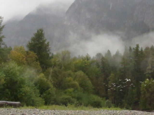 18 river 5 gulls