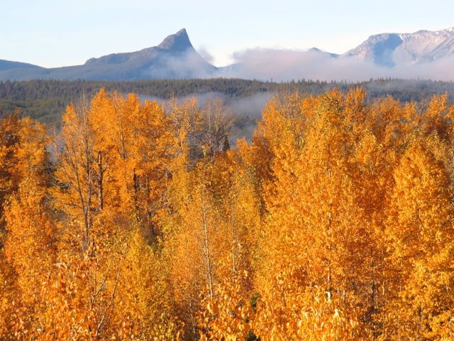 20 cottonwoods and finger peak