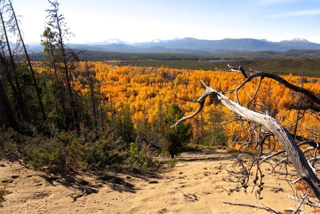 23 cottonwoods from dead tree lookout