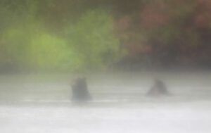 24 river 11 bears in river