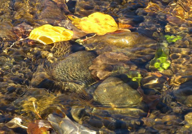 25 leaves in river