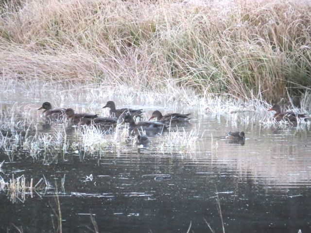 3 new water ducks 2