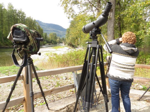 6 bear viewing station