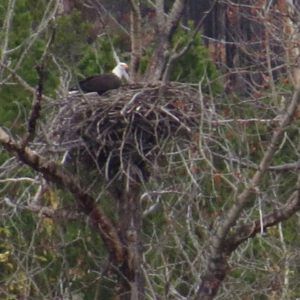 7 eagles nest
