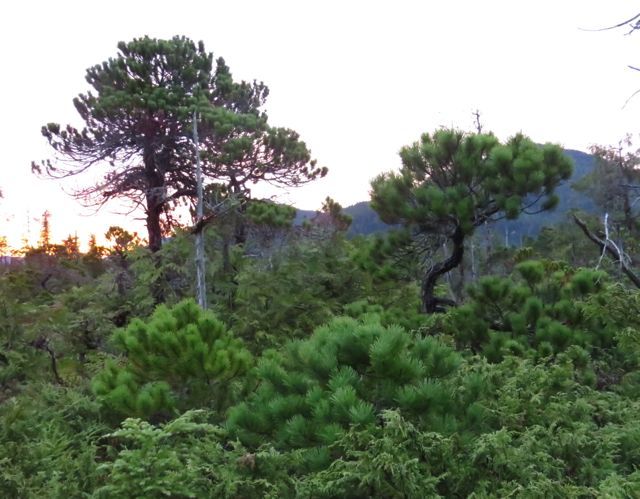 10 bog pines best