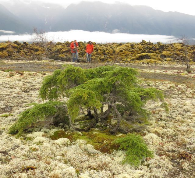 10 bonsai hemlock