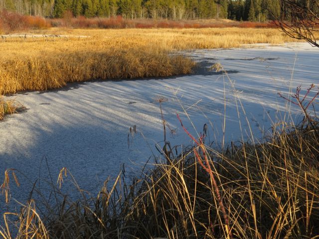 14 frozen pond