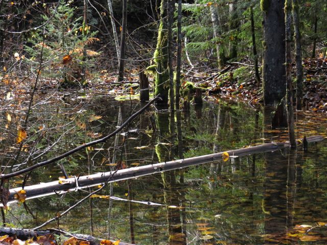 1a forest puddle terrace