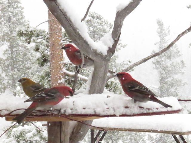 2 feeder outside window in snow