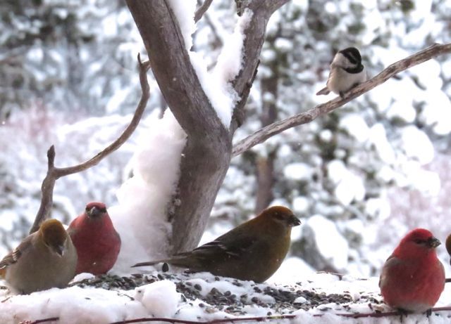 3 chickadee hopeful