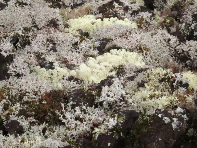 4 lichens