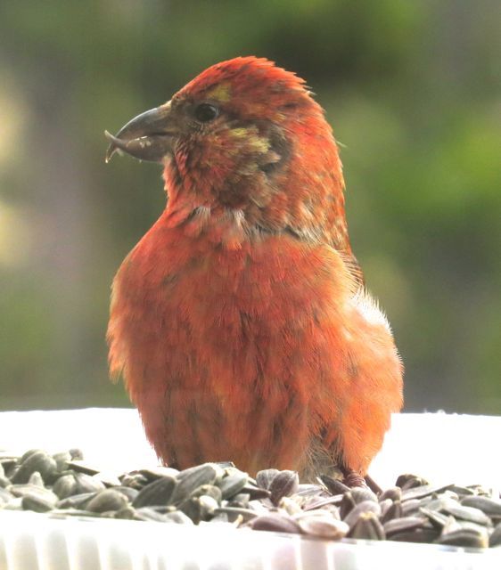 5 crossbill