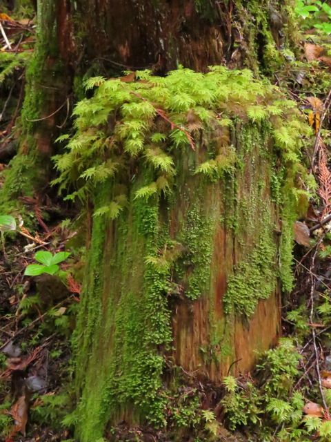 8 stump near falls