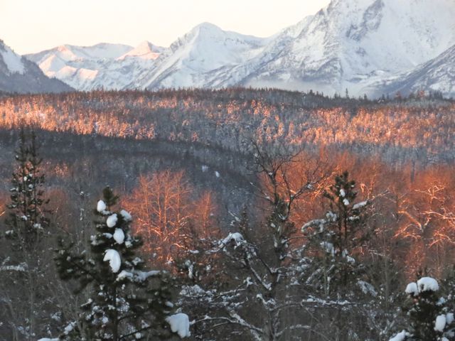 early sun on trees