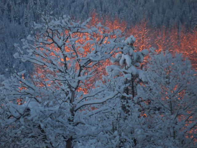 8 cottonwoods only orange and blue