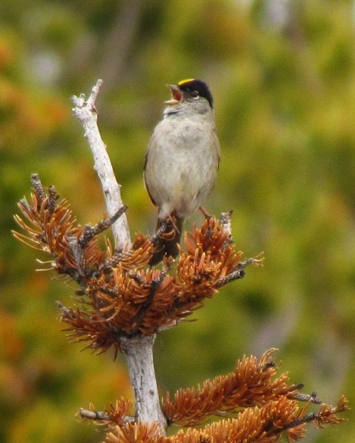 goldcrowned-sparrow-singing