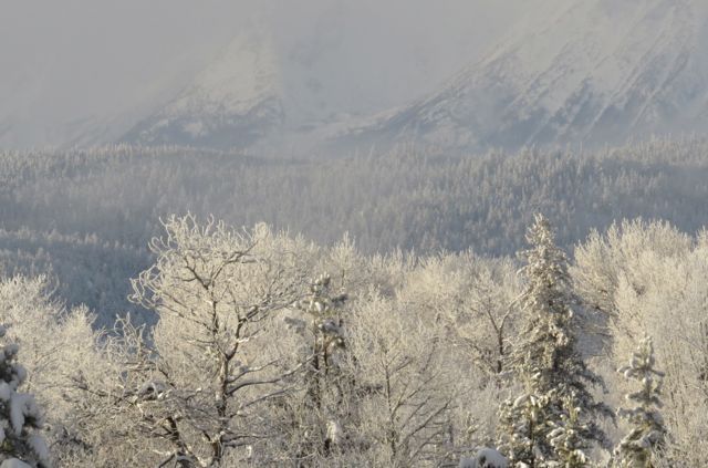 hoar frost