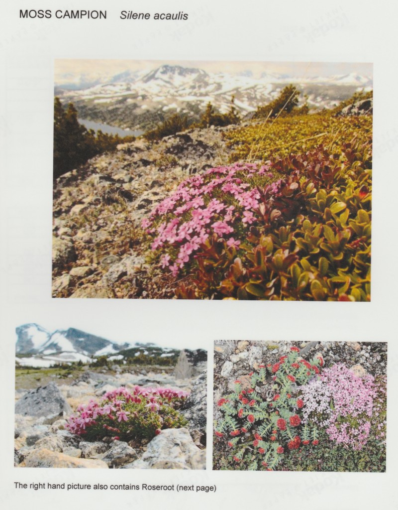 p.37 Moss Campion