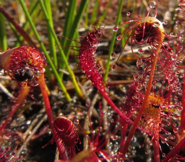 sundews