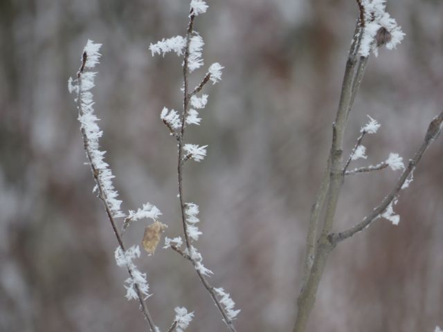 5b aspen twigs frost