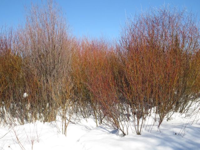 9 no-snow willows