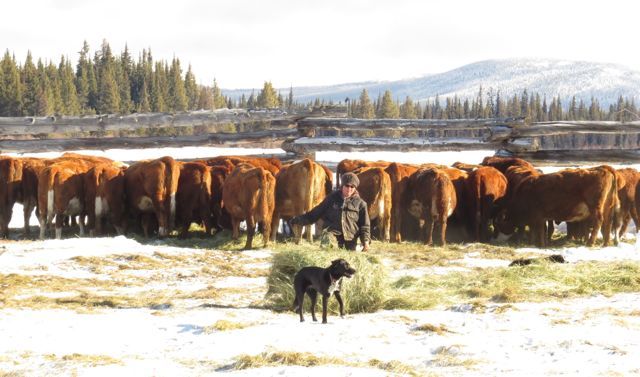 12 unrolling hay best