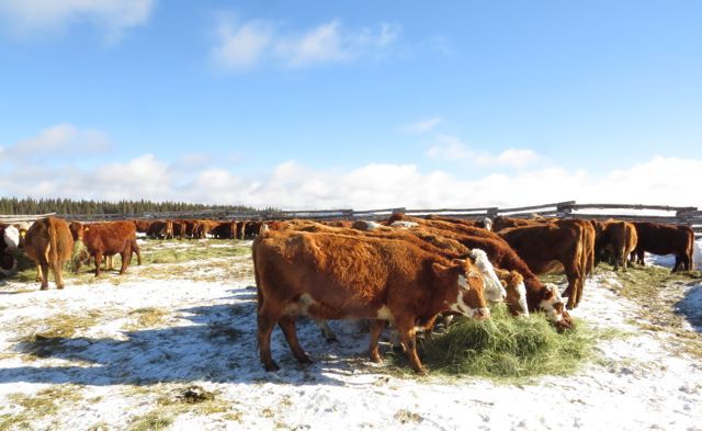 13 cows and hay 2