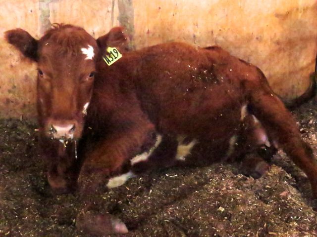 14 heifer calving