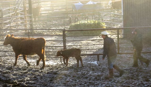 4 sorting fittest calves 3