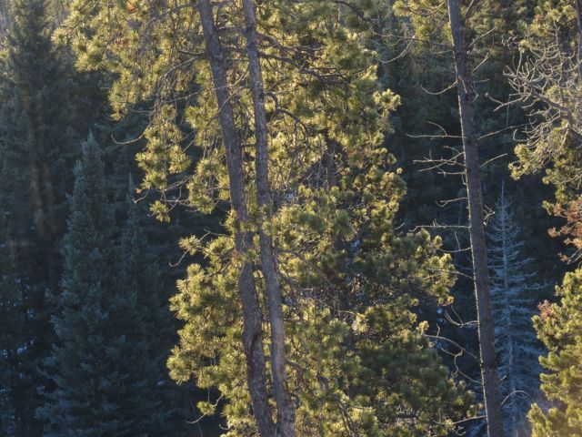 6 morning light on trees