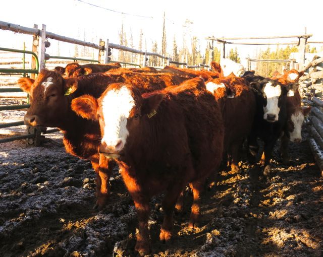 7 cows being moved