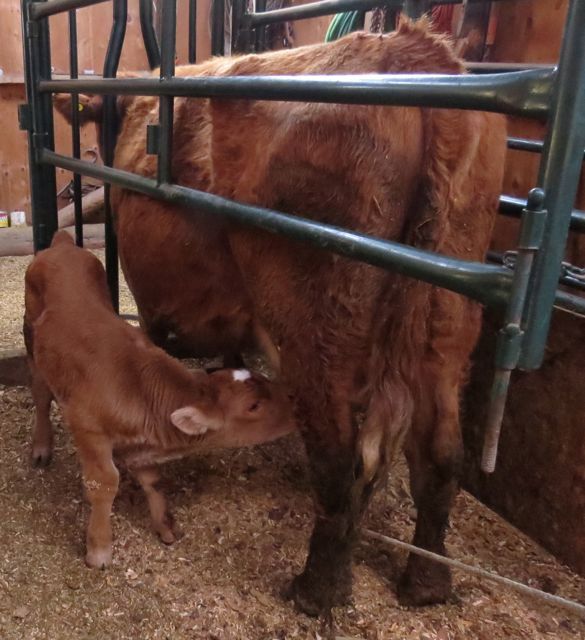 9 orphan calf