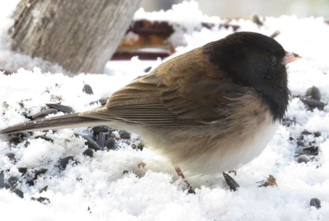 junco