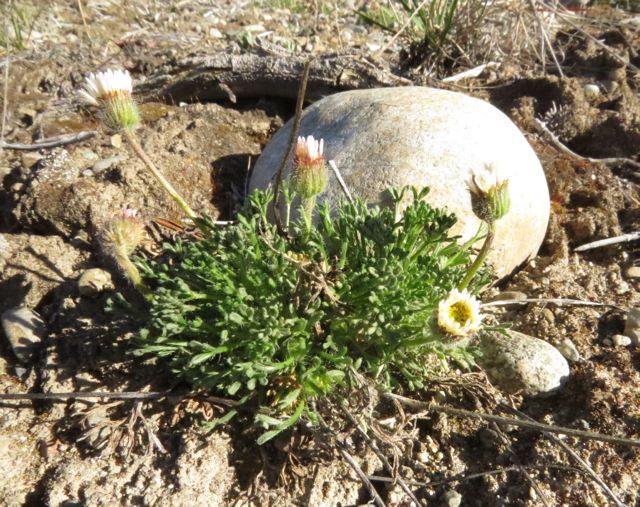 13b cutleaf fleabane