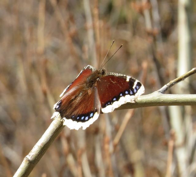 21 mourning cloak