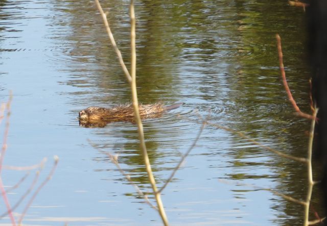 22a muskrat