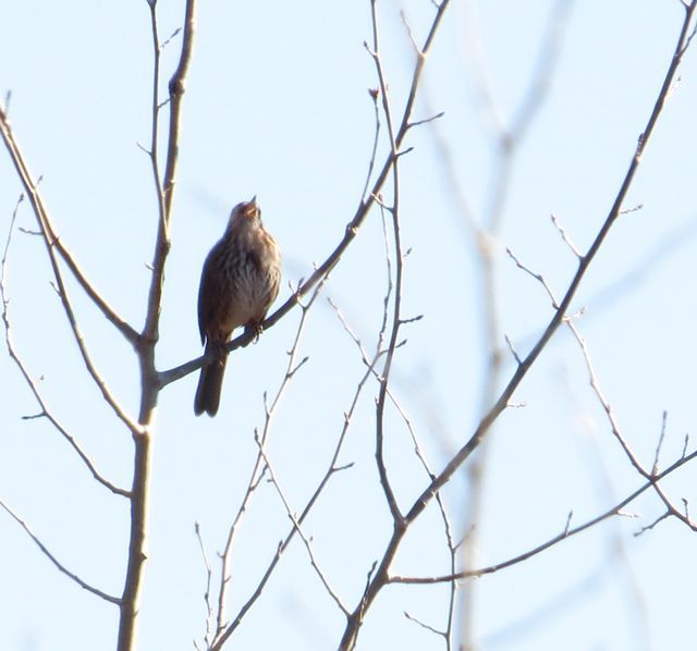 54 song sparrow sing