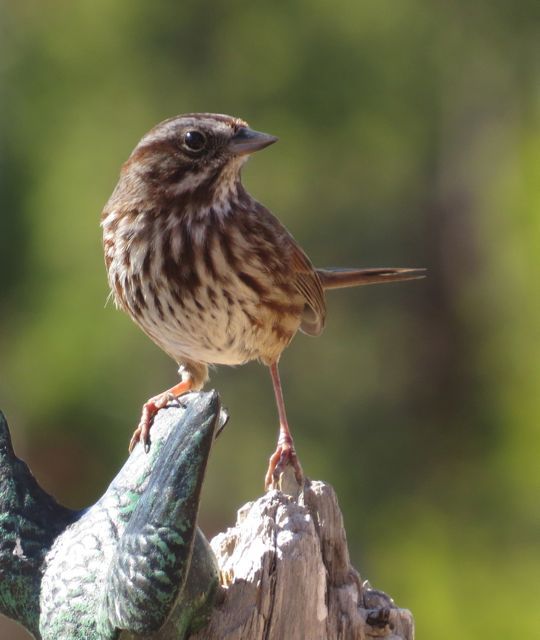 54a song sparrow best