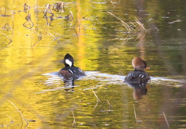 57 pair hooded mergansers