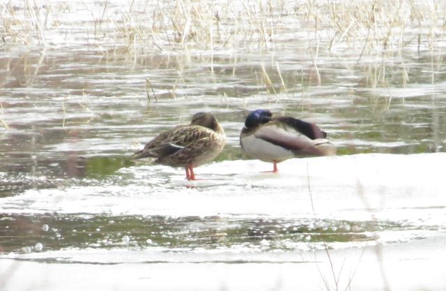 62 snoozing mallards