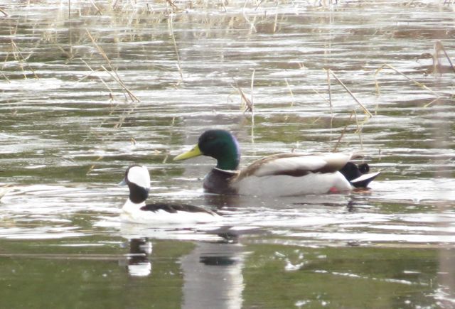 63 mallard and bufflehead