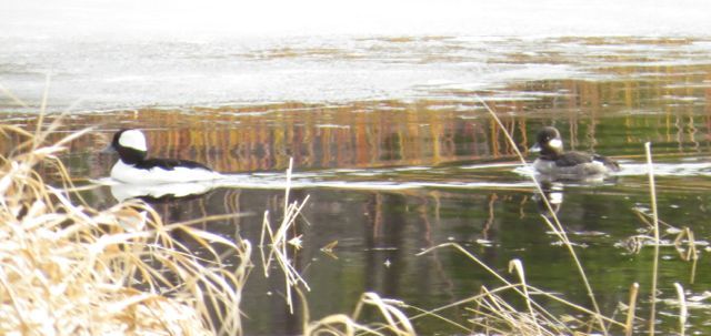 64 pr buffleheads