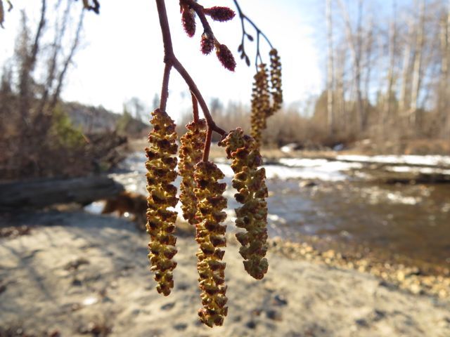 6a alder catkins