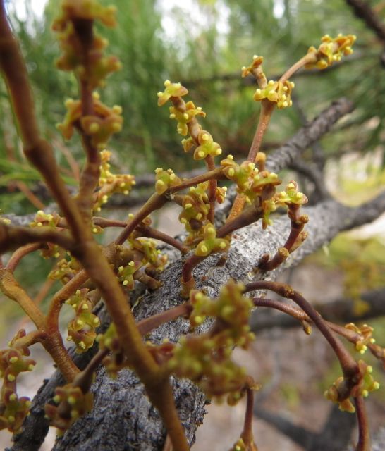 9 mistletoe flowers